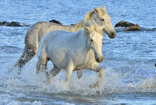 white-horses-running