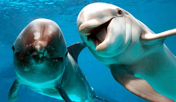 delfines
